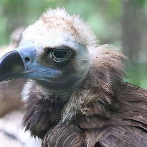 Cinereous Vulture