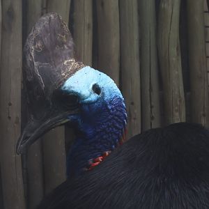 Southern Cassowary