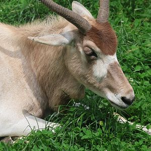 Addax