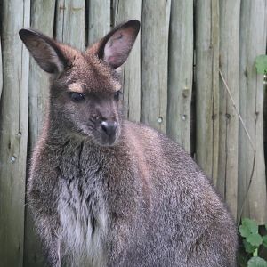 Red necked wallaby