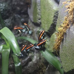 Phylobattes vittatus