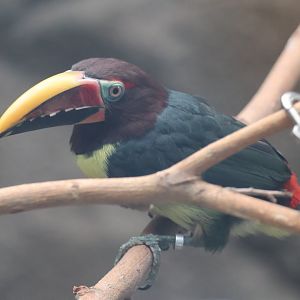 Green aracari
