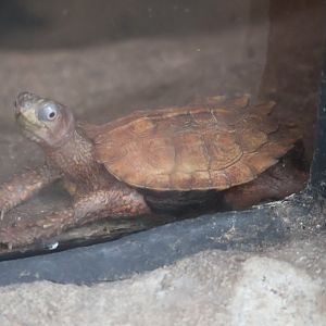 Black breasted leaf turtle