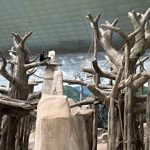 Tropic World Asia- white-cheeked gibbon