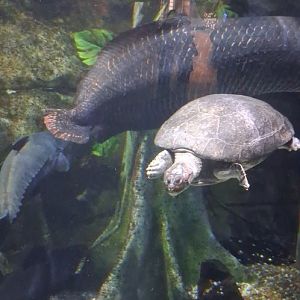 Amazon giant river turtle swims by the glass