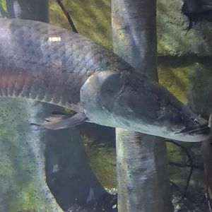 Arapaima relaxing in the water