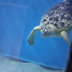 Sea turtle