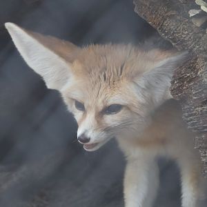 Fennec fox