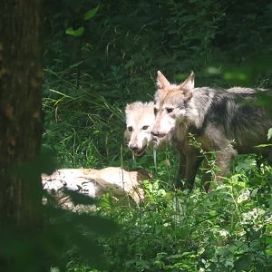 Mexican wolves