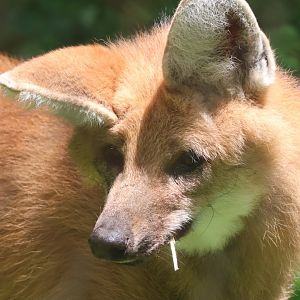 Maned wolf