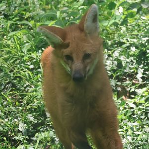 Maned wolf