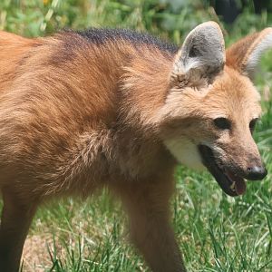 Maned wolf