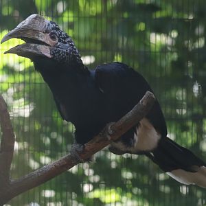 Silvery hornbill