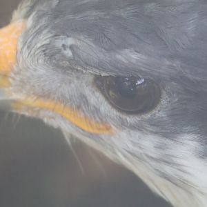 Augur buzzard
