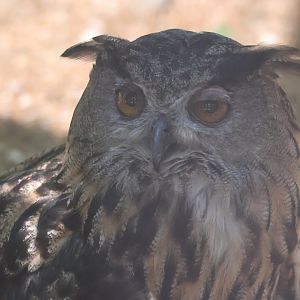 Eurasian Eagle owl