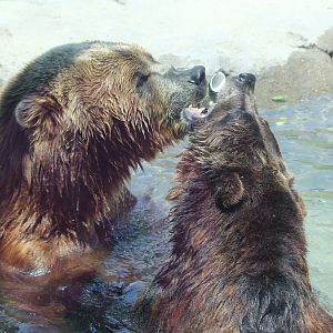 Brown Bear and Kodiak Bear