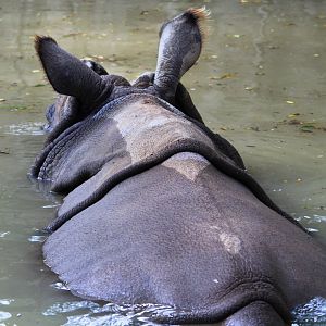 Indian Rhinoceros