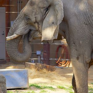 African Elephant