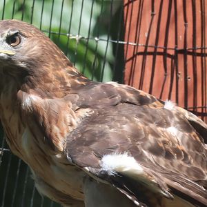 Red Tailed hawk
