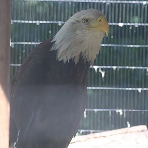 Bald eagle