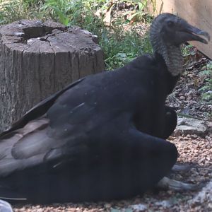 Black vulture