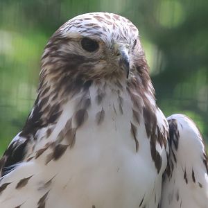 Red Tailed hawk