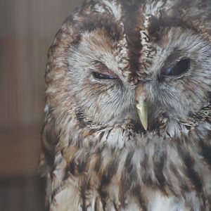 Tawny owl