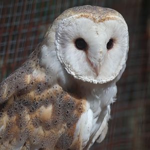 Barn owl