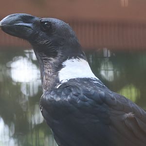 Thick billed raven
