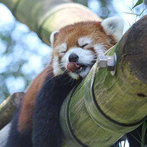 Red Panda