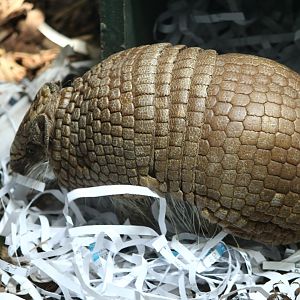 Three-banded Armadillo