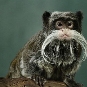 Emperor Tamarin