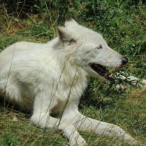 Arctic Wolf
