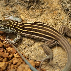 Lizard species