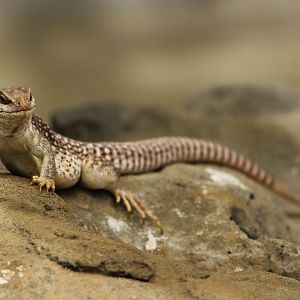 Lizard species