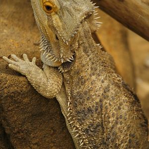 Bearded Dragon