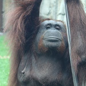 Bornean Orangutan