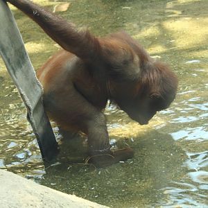 Bornean Orangutan drinking water