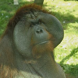 Bornean Orangutan