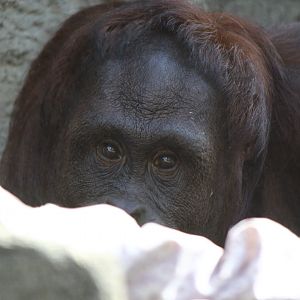 Bornean Orangutan