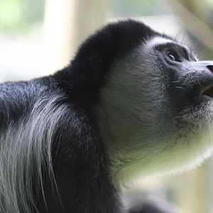 Colobus Monkey showing aggression