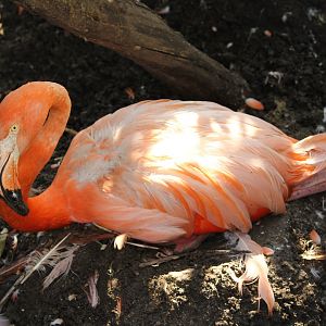 American Flamingo nest