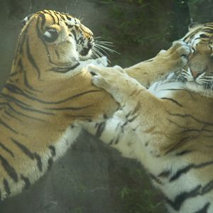 Amur Tiger