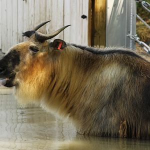 SIchuan Takin with tongue out