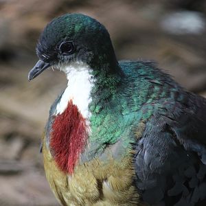 Bleeding-heart Dove