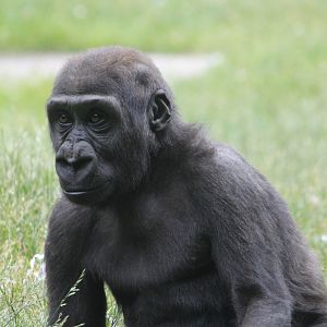 Young Western Lowland Gorilla