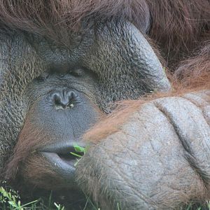 Bornean Orangutan lazily foraging