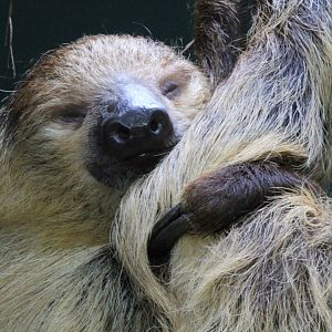 Two-toed Sloth