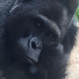 Closeup of the fabulous Bangori.