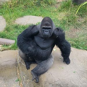 Nzinga! Looking so focused and handsome